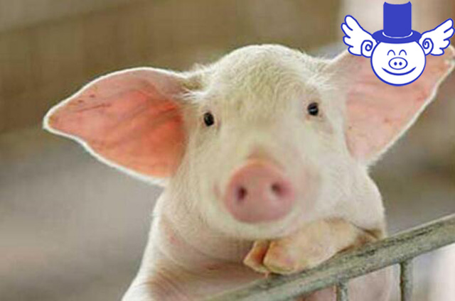 猪体温低怎么办如何解决,猪体温低怎么治疗最快