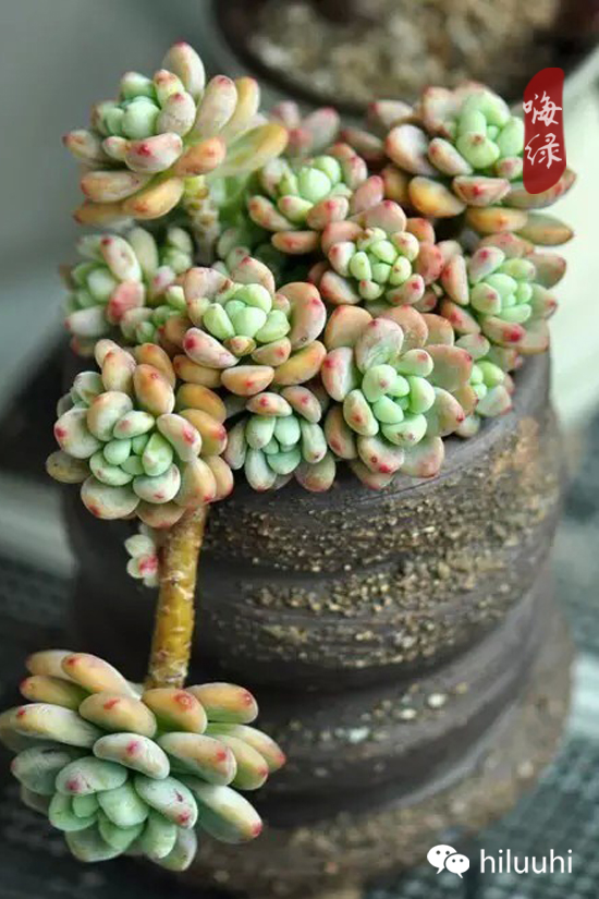 怎么可以这么美图片,漂亮韩国多肉