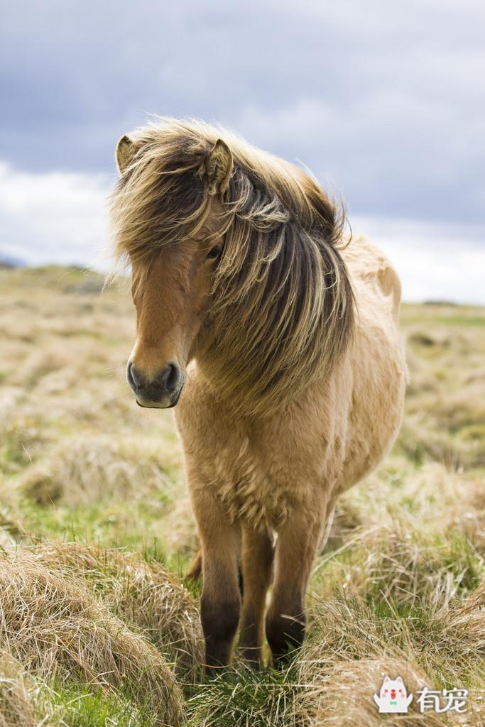 冰岛的马,正宗冰岛马图片