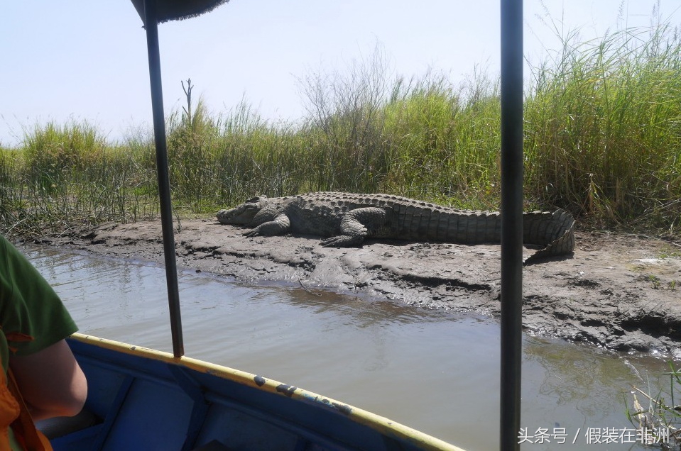 在非洲参观鳄鱼市场，原本想买些鳄鱼皮，没成想却误入鳄鱼窝