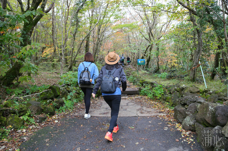 济州岛看枫叶,济州岛枫叶