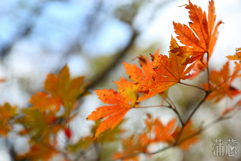 济州岛看枫叶,济州岛枫叶