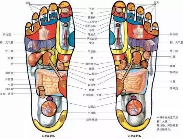 人体全息图集锦留着超级有用,人体部位全息图和反射图pdf