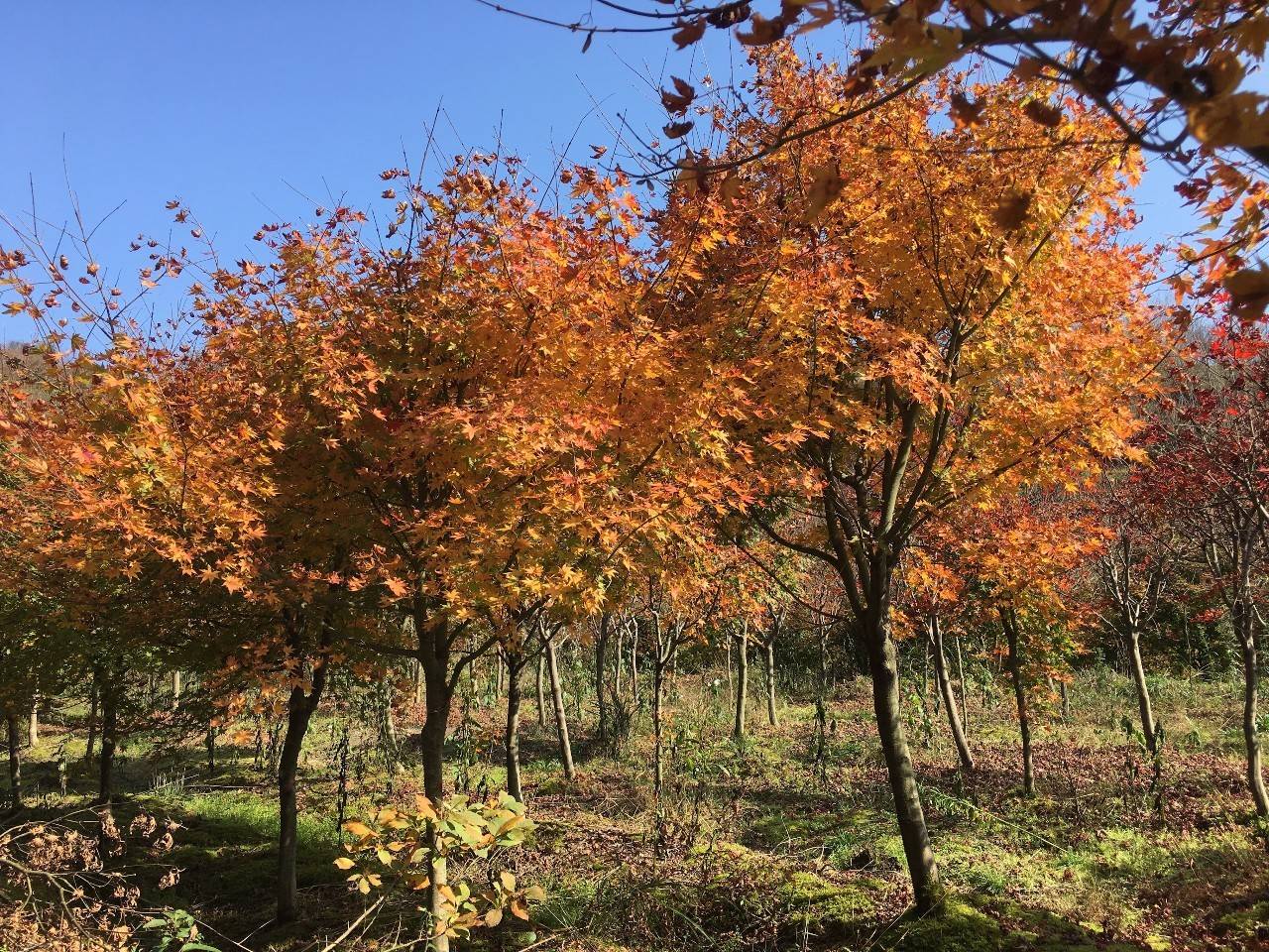 奉化溪口镇栖霞古道,宁波奉化旅游攻略完整版