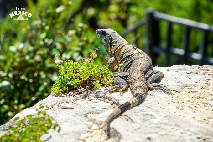 墨西哥最值得造访的5处古代遗迹,墨西哥旅游玛雅文明