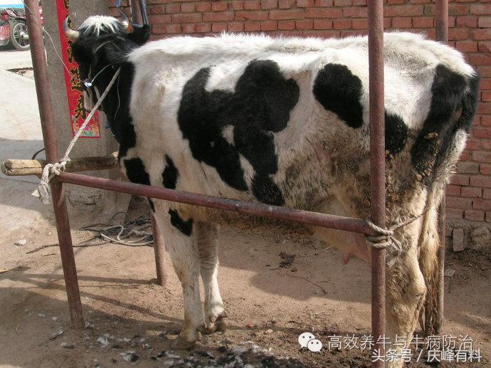 奶牛真胃扩张的症状治疗方法,奶牛皱胃左方变位治疗方法