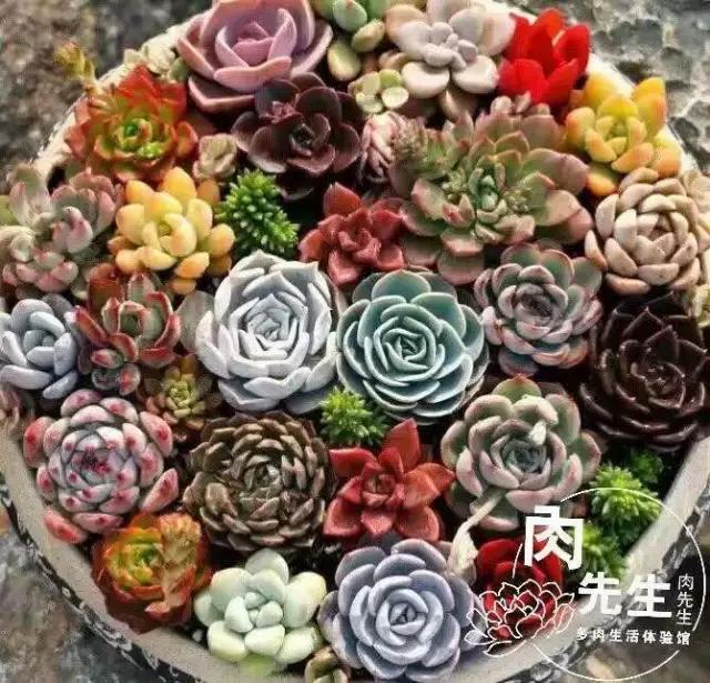 一个爱折腾的90后,多肉90后大叔