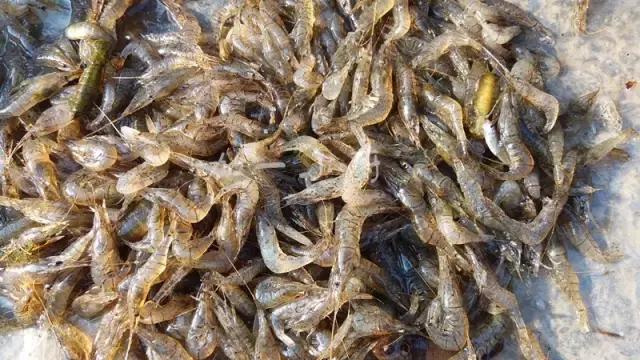 东北农村即将消失的野味，秒杀5星级大酒店，你吃过几个？