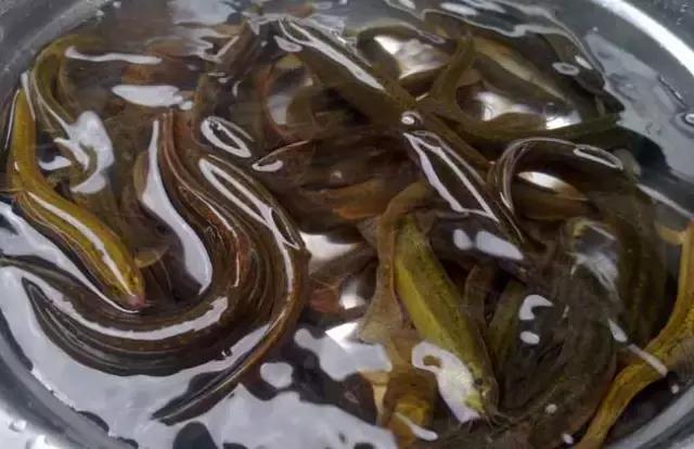 东北农村即将消失的野味，秒杀5星级大酒店，你吃过几个？