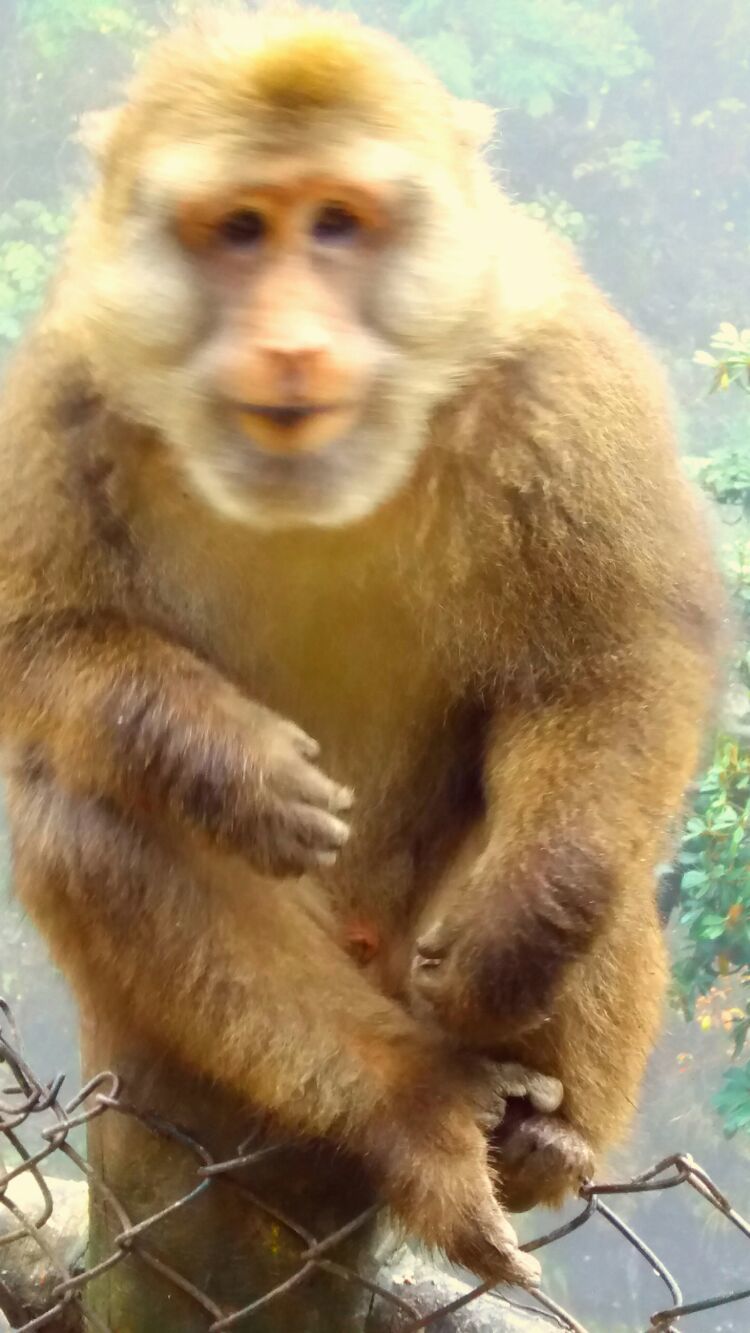 四大佛教名山四川峨眉山介绍,峨眉山