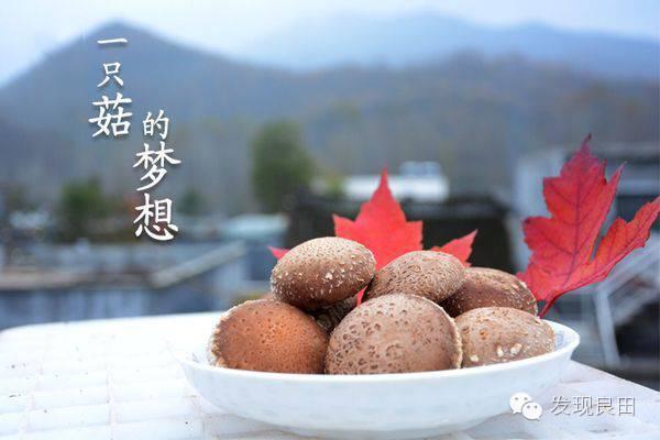 良田路演：景语菇——不忘初心，与梦同行