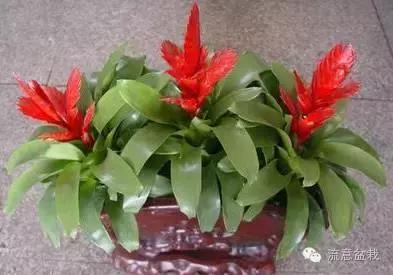 鸿运当头的花有毒吗能不能放家,鸿运当头鲜花有毒吗