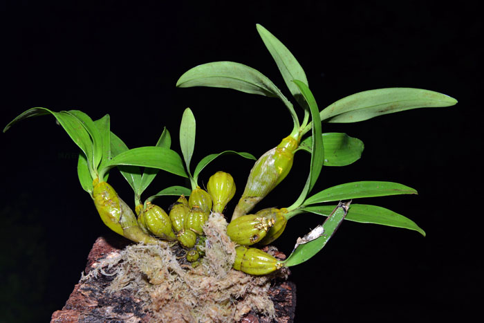 救命仙草石斛,铁皮石斛保健神药