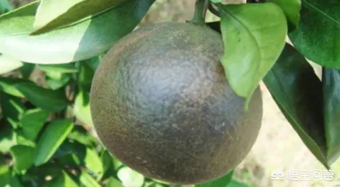 如何防治柑橘果实蝇虫,柑橘幼果能不能使用虱螨脲