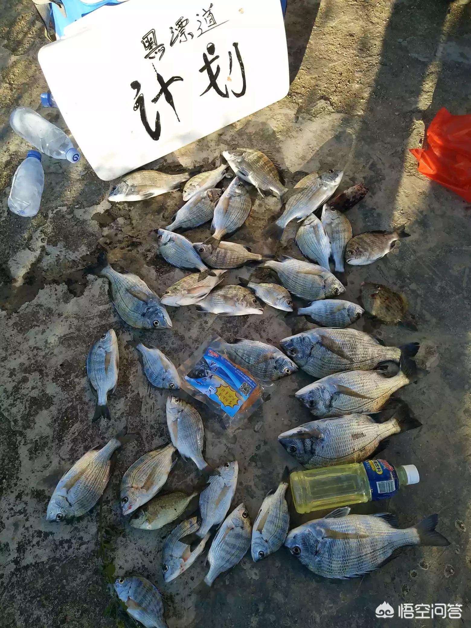 海钓黑鲷鱼钩套装,海钓黑鲷用什么钩好