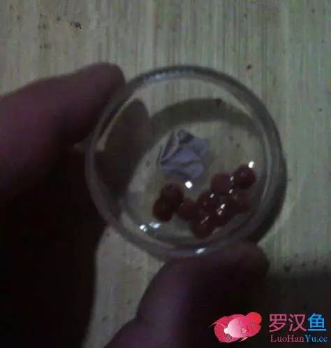 罗汉鱼常备用药,罗汉鱼药饵用什么药好