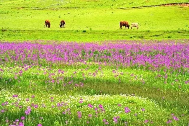 丽江至泸沽湖公路沿途风景,泸沽湖到丽江高速什么时候通车