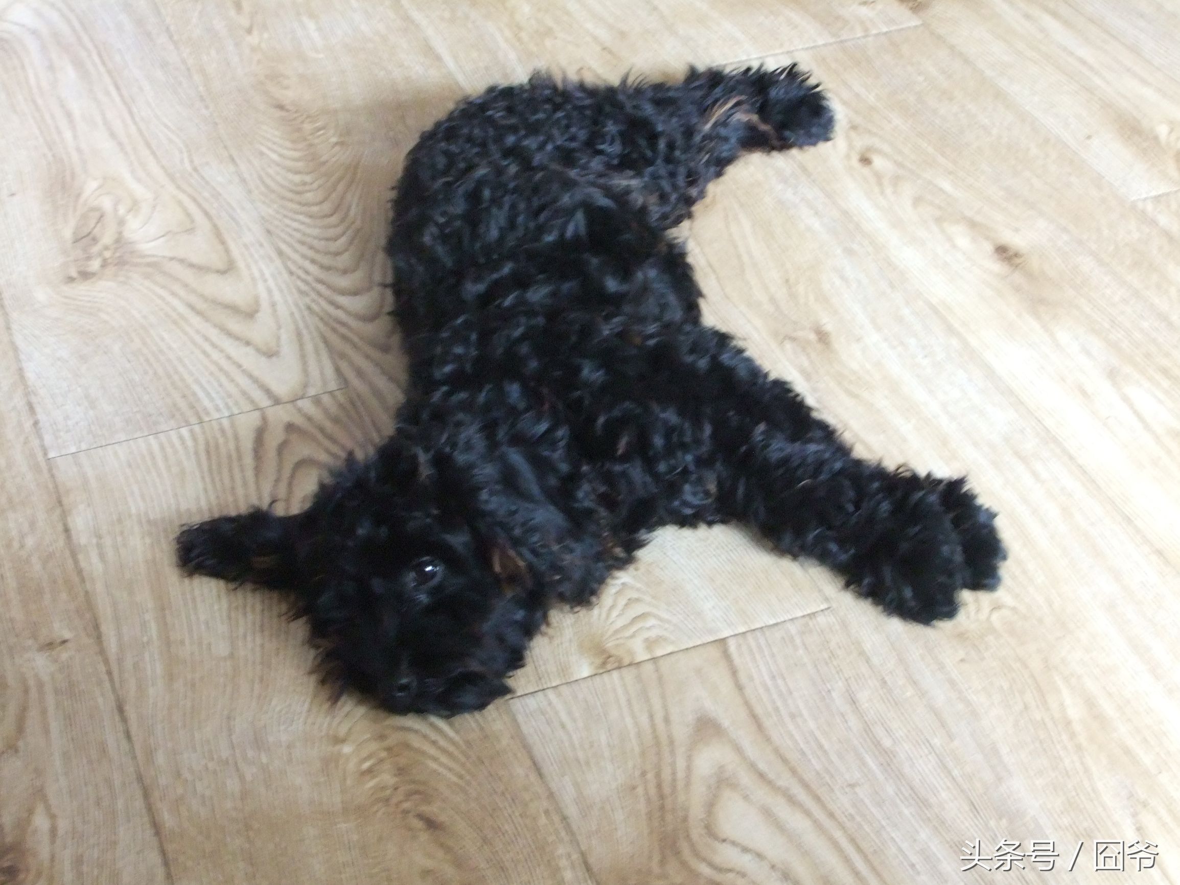 黑色泰迪被卖给狗肉车,黑泰迪被狗贩子染成灰色泰迪