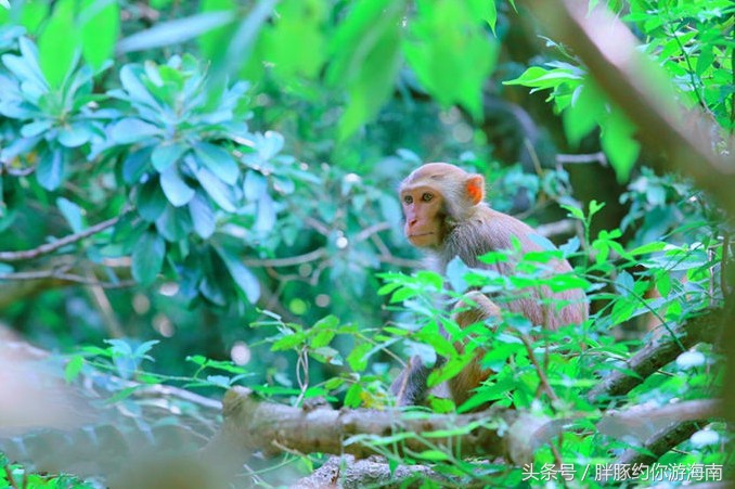 海南旅游攻略三亚景点,海南三亚旅游攻略自由行路线图