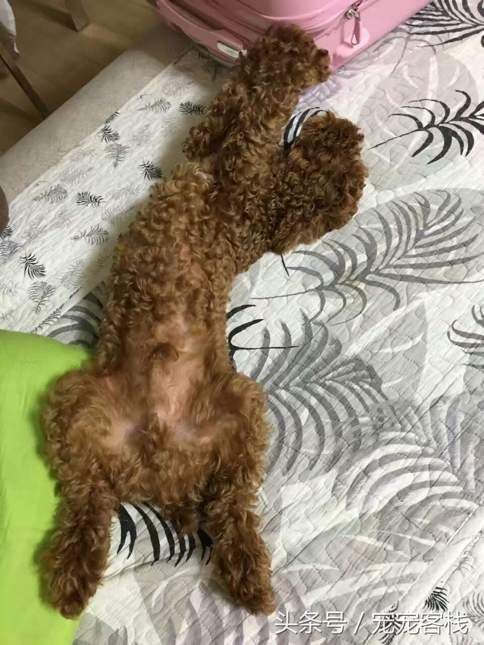 泰迪新睡姿,泰迪的反常行为