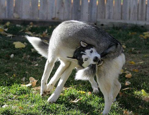 没有耳洞结婚要买金耳环吗,没有耳洞结婚饰品