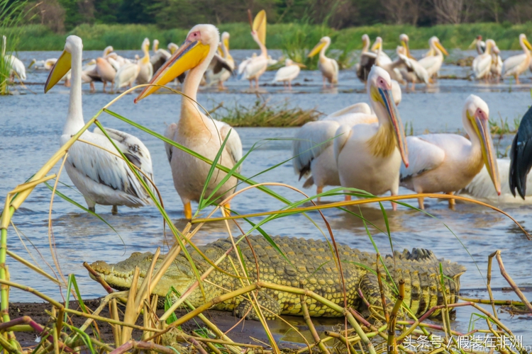 在非洲参观鳄鱼市场，原本想买些鳄鱼皮，没成想却误入鳄鱼窝