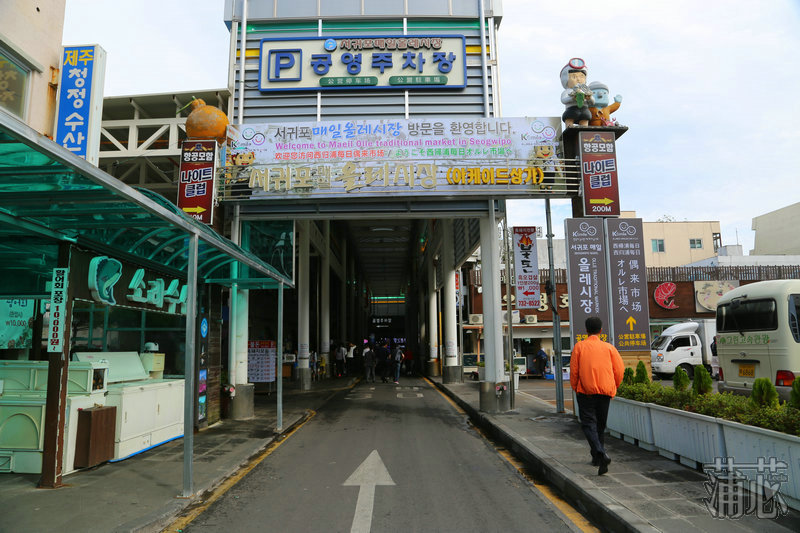济州岛看枫叶,济州岛枫叶