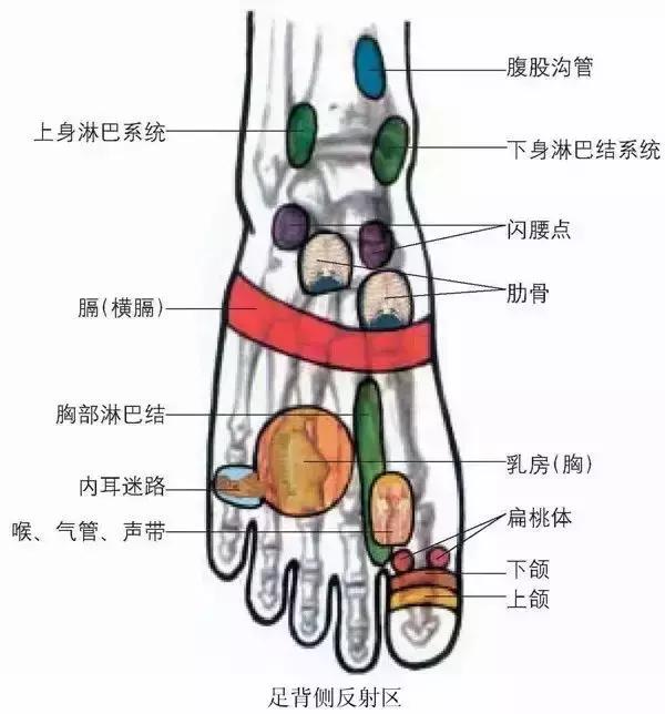人体全息图集锦留着超级有用,人体部位全息图和反射图pdf