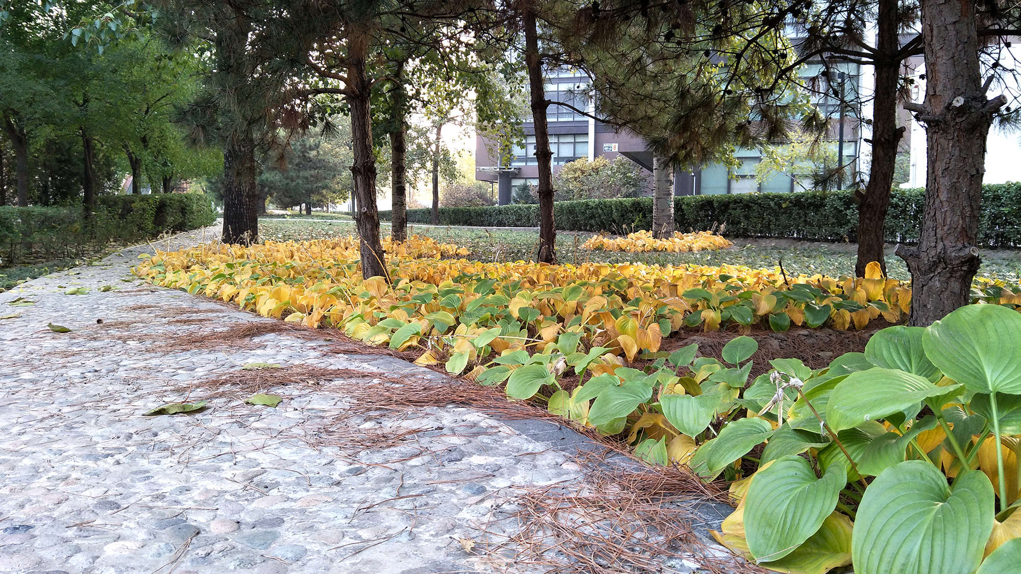 oppor9s评测拍照对比,oppor9s测评最新