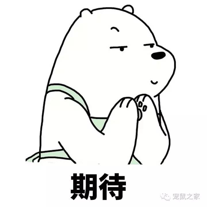 看看那些年我们一起追过的荷兰猪猪粮（下）