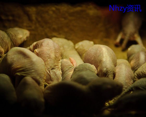 无毛裸鼹鼠对癌症免疫,裸鼹鼠为什么不会生癌症