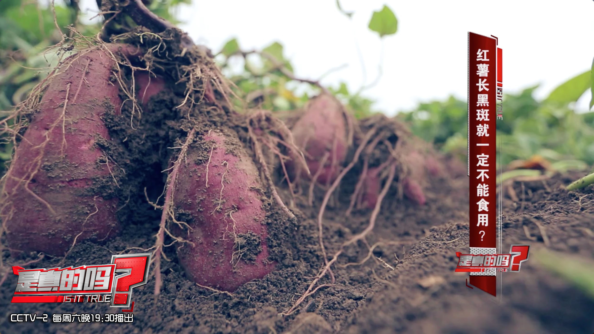 红薯表皮和薯肉有黑斑如何处理,误食黑斑红薯中毒解毒小妙招