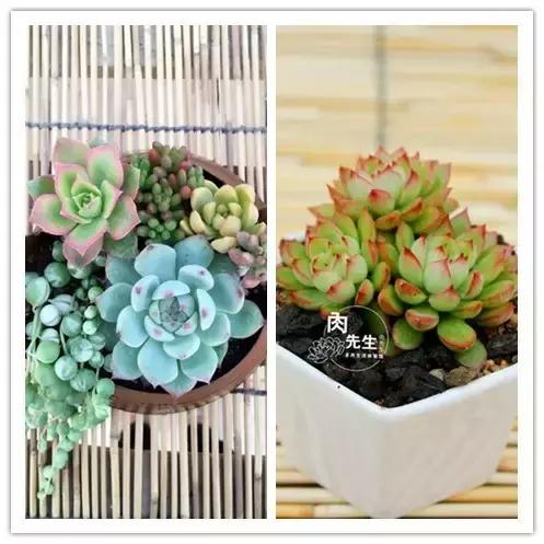 一个爱折腾的90后,多肉90后大叔