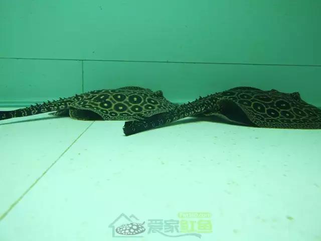 魟鱼是冷血动物吗？看完你就明白