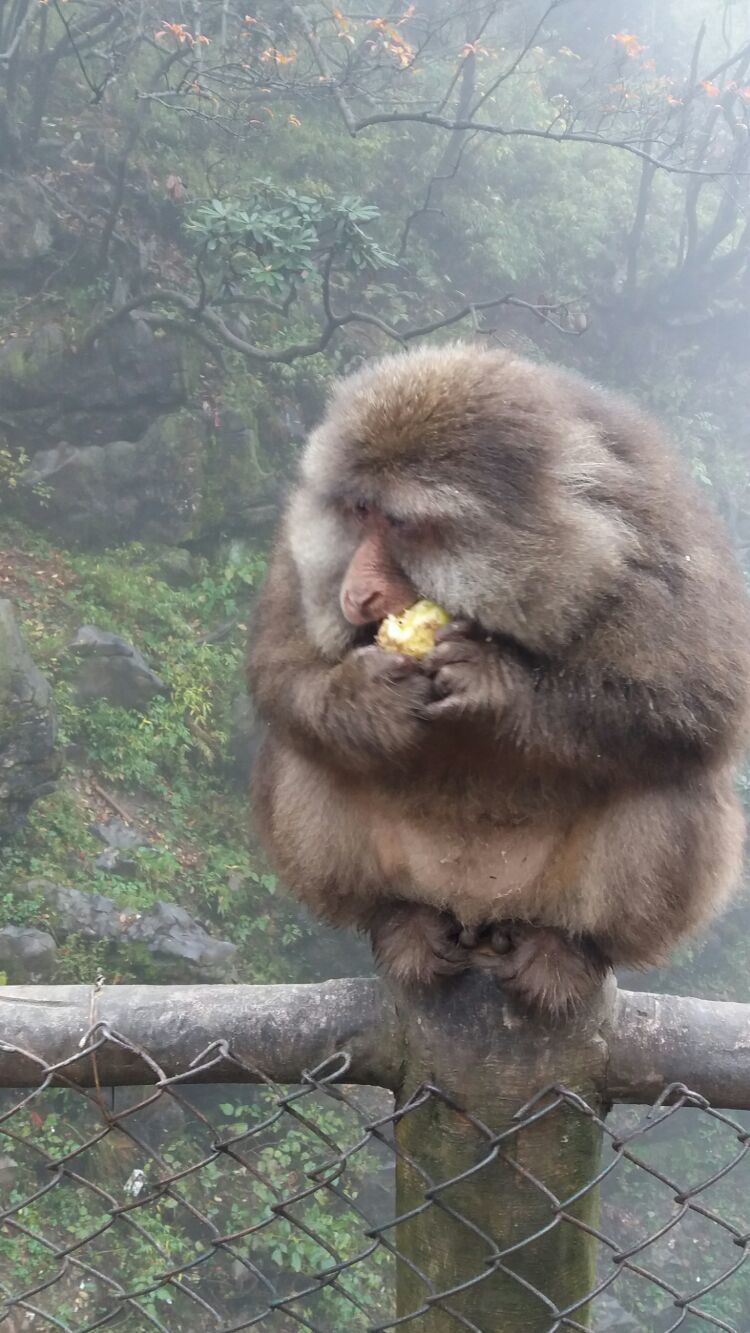 四大佛教名山四川峨眉山介绍,峨眉山