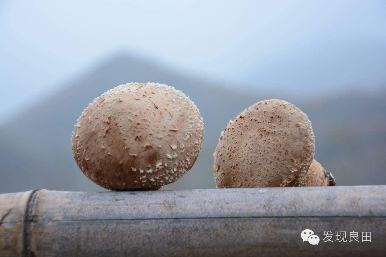 良田路演：景语菇——不忘初心，与梦同行