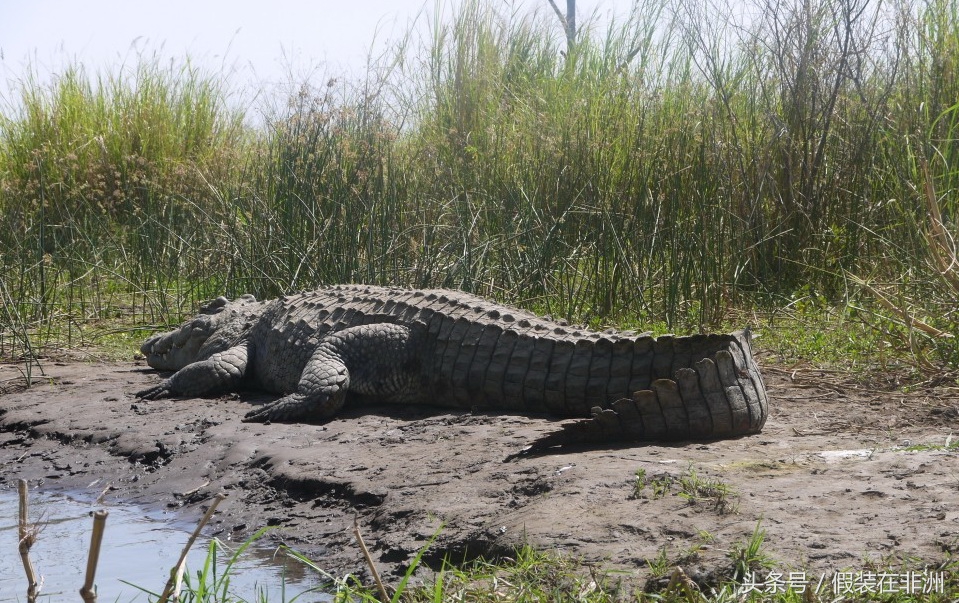 在非洲参观鳄鱼市场，原本想买些鳄鱼皮，没成想却误入鳄鱼窝