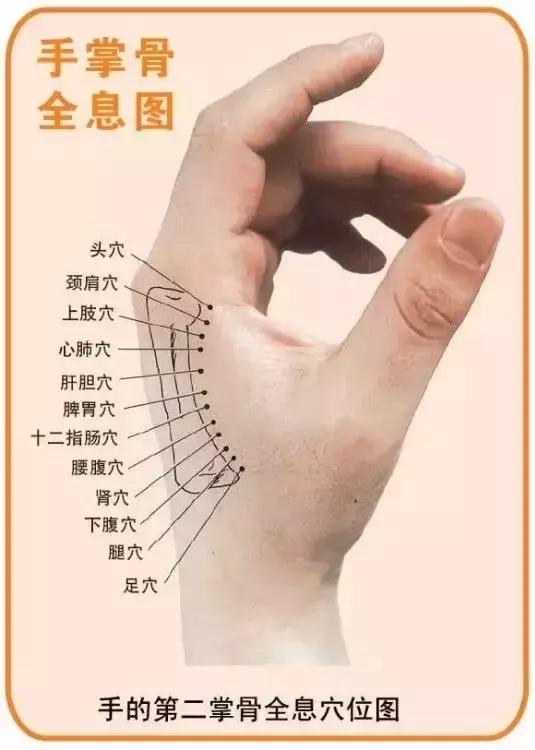 人体全息图集锦留着超级有用,人体部位全息图和反射图pdf