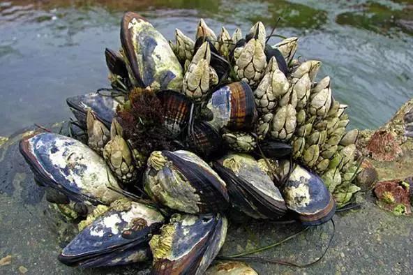 又双叒叕吃人家生殖腺！老不要脸了