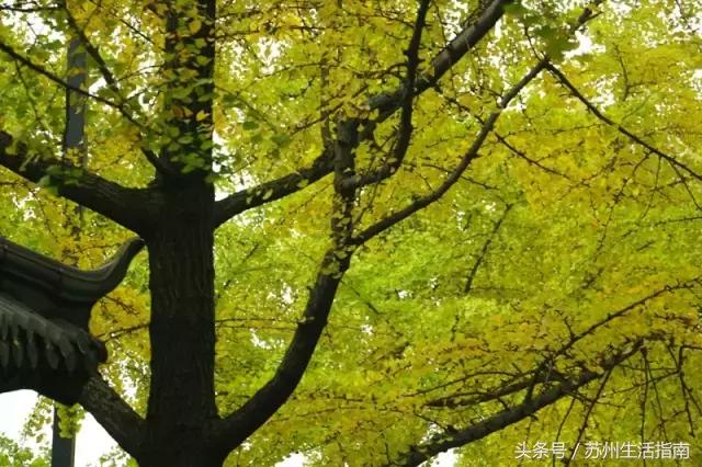 苏州平江路网红打卡地,苏州十大名街