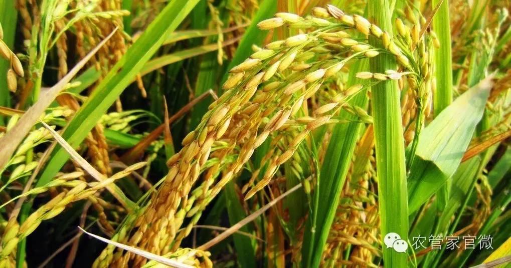 2018年后续粳稻价格走势,国储稻米价格走势