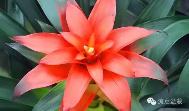 鸿运当头的花有毒吗能不能放家,鸿运当头鲜花有毒吗