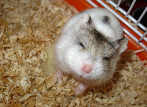 仓鼠走失,仓鼠跑丢了怎么认主人