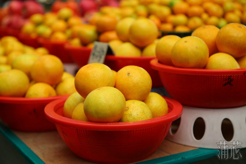 济州岛看枫叶,济州岛枫叶