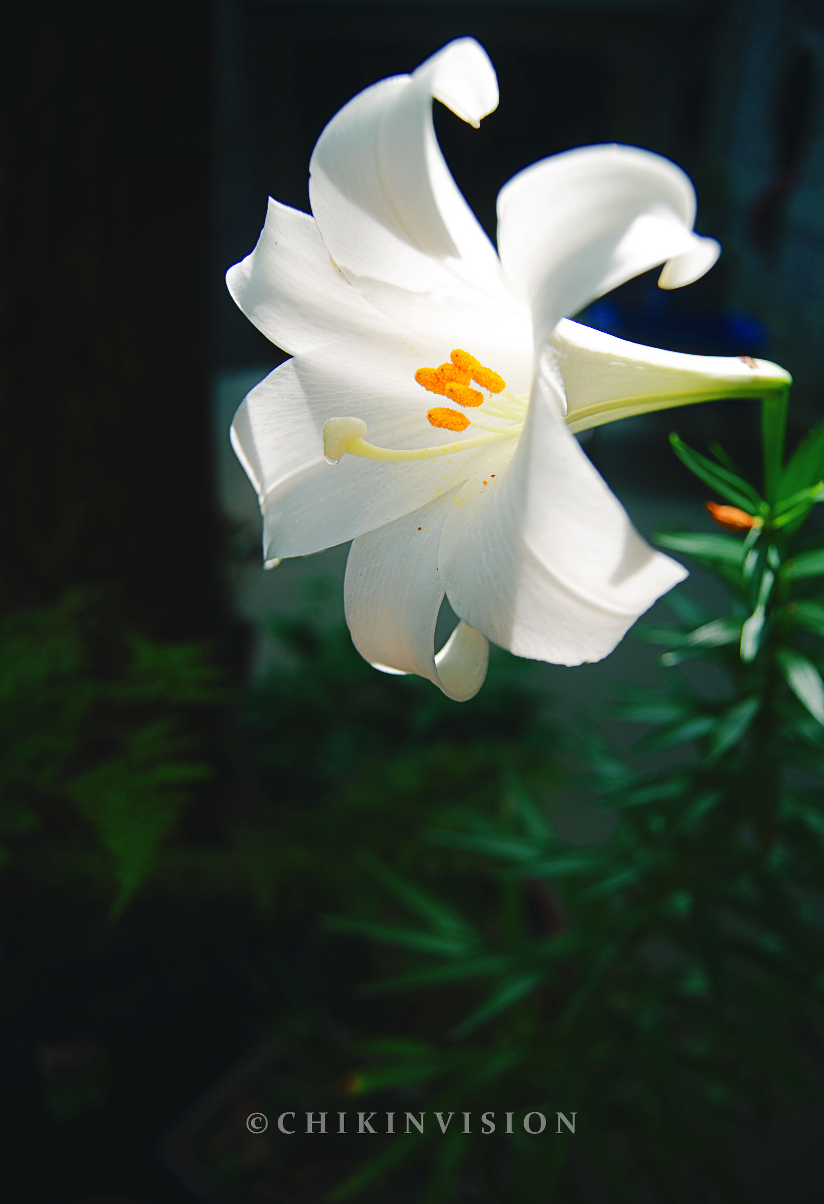 老机身配新镜头能改善画质吗,老镜头样片