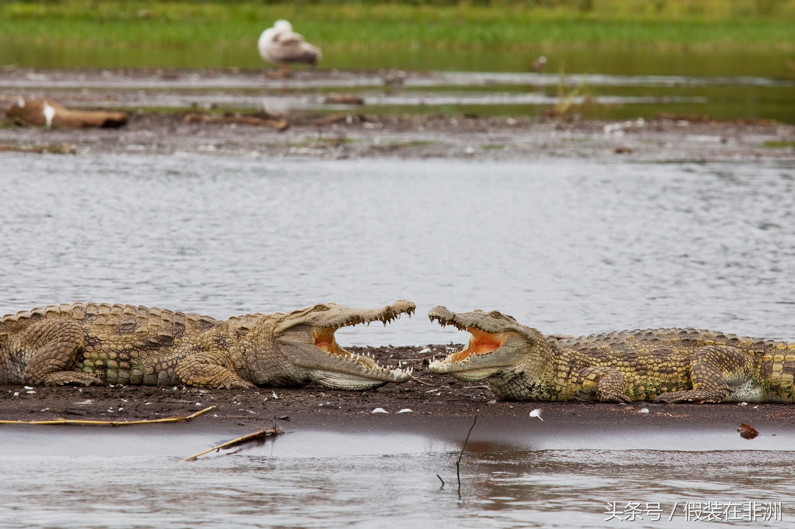 在非洲参观鳄鱼市场，原本想买些鳄鱼皮，没成想却误入鳄鱼窝