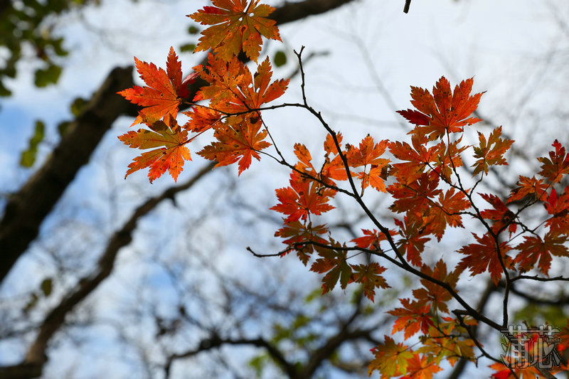 济州岛看枫叶,济州岛枫叶