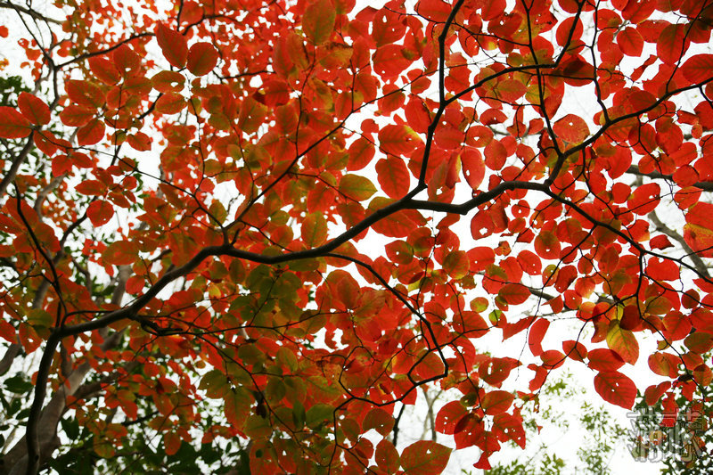 济州岛看枫叶,济州岛枫叶