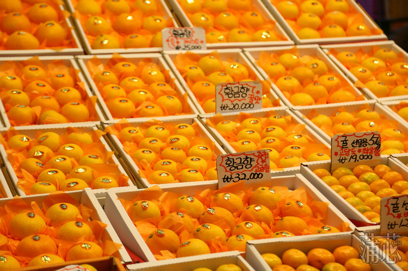 济州岛看枫叶,济州岛枫叶