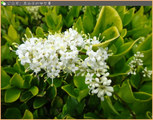 铁皮石斛花可以降血压吗 (什么植物的花可以泡茶降血压)
